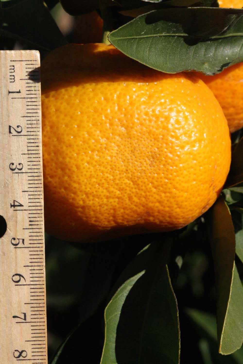            Fruit (Riverside, CA)   